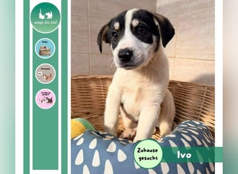 Kleiner Ivo sucht liebevolles Zuhause❤️