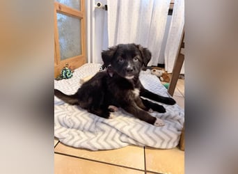 Akela – sanfter kleiner Wolf auf der Suche nach seinem Glück ❤️