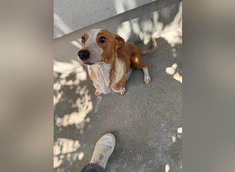 Quixi - Liebevolle Hundemama sucht ihr Zuhause ❤