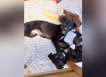 Akela – sanfter kleiner Wolf auf der Suche nach seinem Glück ❤️