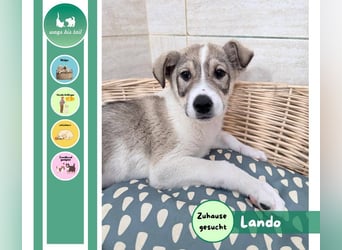 Lando sucht sein Für-immer-Zuhause ❤️