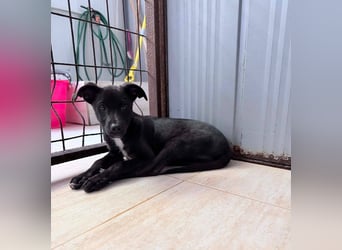 Remo – kleiner Schatz sucht ein sicheres Zuhause ❤