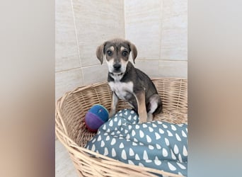 Iggy – kleines Wunder sucht großes Glück❤️