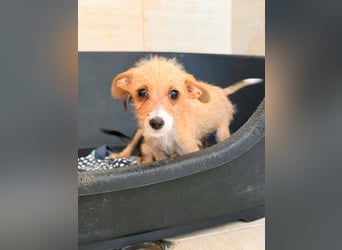 Scruffy – kleiner Welpe sucht ein liebevolles Zuhause ❤