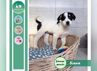 Iliana - kleine Herzenshündin sucht ihr Zuhause❤️