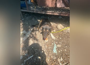 Oskar sucht sein Für-immer-Zuhause ❤