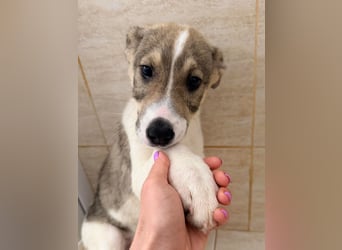 Lando sucht sein Für-immer-Zuhause ❤️