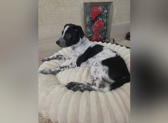 Kleiner Logan sucht sein Für-immer-Zuhause -❤