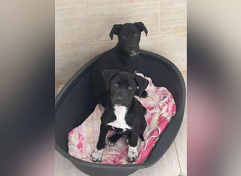 Kleiner Chess – mutig, sozial & voller Herz ❤️