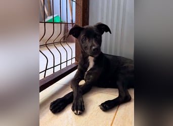 Remo – kleiner Schatz sucht ein sicheres Zuhause ❤