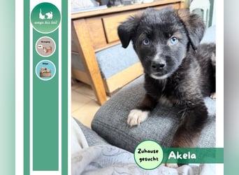 Akela – sanfter kleiner Wolf auf der Suche nach seinem Glück ❤️