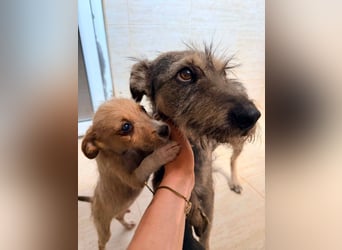 Suki - tapfere Hundemama sucht liebevolles Zuhause ❤