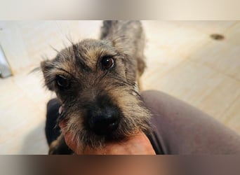 Suki - tapfere Hundemama sucht liebevolles Zuhause ❤
