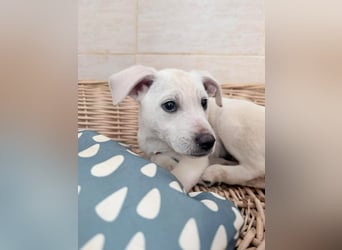 Ivor – zarter Welpenjunge auf der Suche nach Geborgenheit❤️