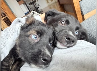 Akela – sanfter kleiner Wolf auf der Suche nach seinem Glück ❤️