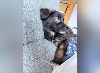 Akela – sanfter kleiner Wolf auf der Suche nach seinem Glück ❤️