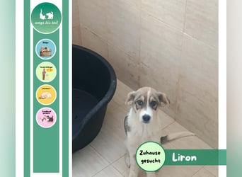 Liron – kleiner Schatz auf Familiensuche ❤