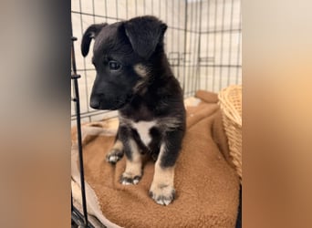Mojo sucht sein Glück ❤️