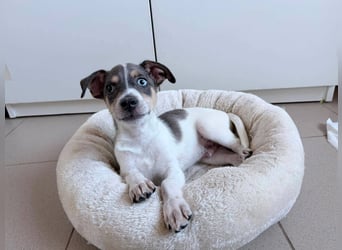 Perry auf der Suche nach seinem Glück ❤