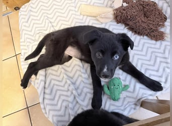 Naira – kleine Entdeckerin auf der Suche nach ihrem Für-immer-Zuhause ❤️