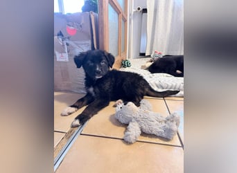 Akela – sanfter kleiner Wolf auf der Suche nach seinem Glück ❤️