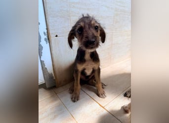 Scottie auf der Suche nach seinem großen Glück ❤