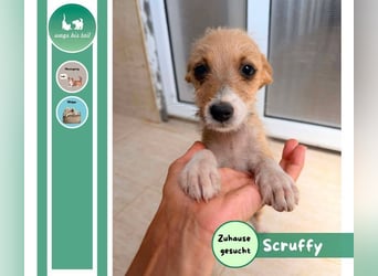 Scruffy – kleiner Welpe sucht ein liebevolles Zuhause ❤