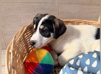 Kleiner Ivo sucht liebevolles Zuhause❤️