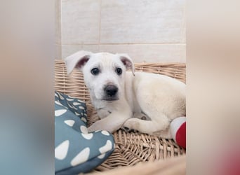 Ivor – zarter Welpenjunge auf der Suche nach Geborgenheit❤️