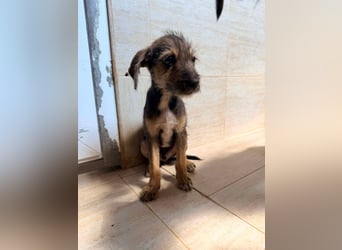 Scottie auf der Suche nach seinem großen Glück ❤