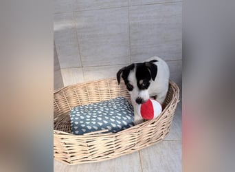 Iliana - kleine Herzenshündin sucht ihr Zuhause❤️