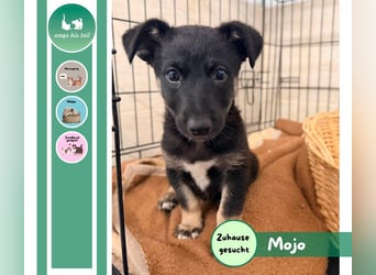 Mojo sucht sein Glück ❤️