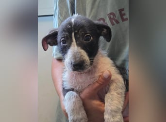 Queenie - auf der Suche nach ihrem Glück ❤