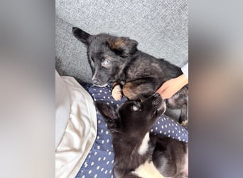 Akela – sanfter kleiner Wolf auf der Suche nach seinem Glück ❤️