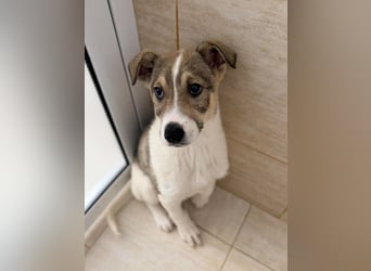 Lando sucht sein Für-immer-Zuhause ❤️