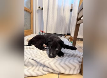 Naira – kleine Entdeckerin auf der Suche nach ihrem Für-immer-Zuhause ❤️