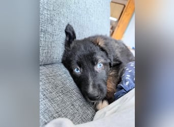 Akela – sanfter kleiner Wolf auf der Suche nach seinem Glück ❤️