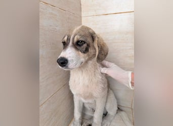 Liron – kleiner Schatz auf Familiensuche ❤