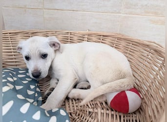 Ivor – zarter Welpenjunge auf der Suche nach Geborgenheit❤️