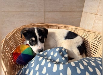 Kleiner Ivo sucht liebevolles Zuhause❤️