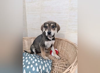 Iggy – kleines Wunder sucht großes Glück❤️