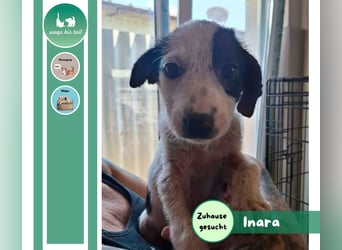 Die kleine Inara sucht ihr Zuhause ❤