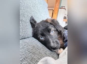 Akela – sanfter kleiner Wolf auf der Suche nach seinem Glück ❤️