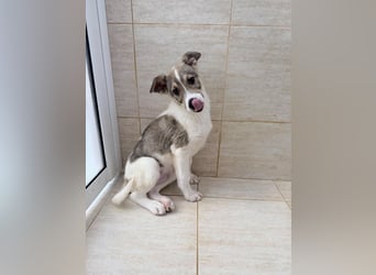 Lando sucht sein Für-immer-Zuhause ❤️