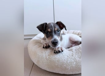 Perry auf der Suche nach seinem Glück ❤