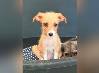 Scruffy – kleiner Welpe sucht ein liebevolles Zuhause ❤