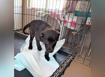 Remo – kleiner Schatz sucht ein sicheres Zuhause ❤