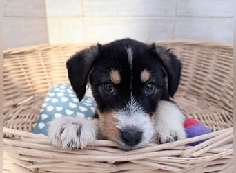 Idefix– sanfter Welpe sucht Menschen fürs Leben❤️