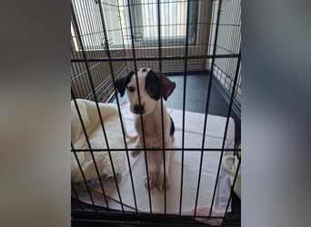 Die kleine Inara sucht ihr Zuhause ❤