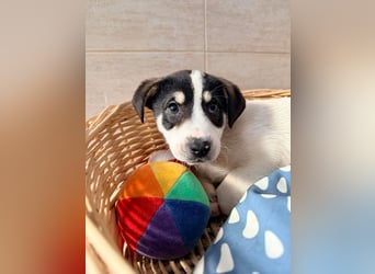 Kleiner Ivo sucht liebevolles Zuhause❤️